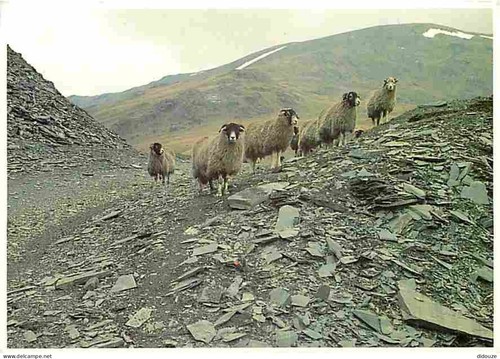 Carte postale animaux - carte,
