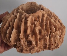 curiosité , taxidermie 