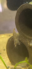 Lot 10 Crevette Neocaridina