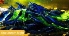 Lot de 10 Crevettes Neocaridina Blue dream high grade Aquarium Poissons Plantes
