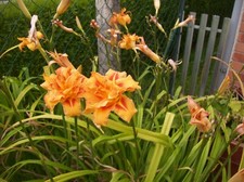 5 rhizomes hémérocalles 