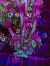 SBB Ultraviolet Goniopora *