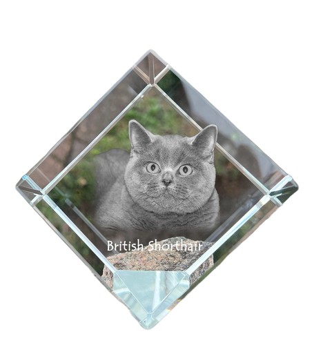British shorthair dé - dé, de