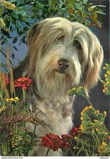 Animaux - Chiens - Bearded Collie - Fleurs - CPM - Voir Scans Recto-Verso