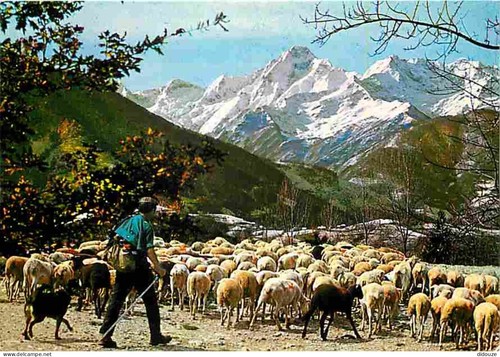 Carte postale animaux - postale,