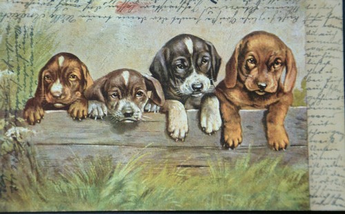48272 chiens chiots teckel - chiens,