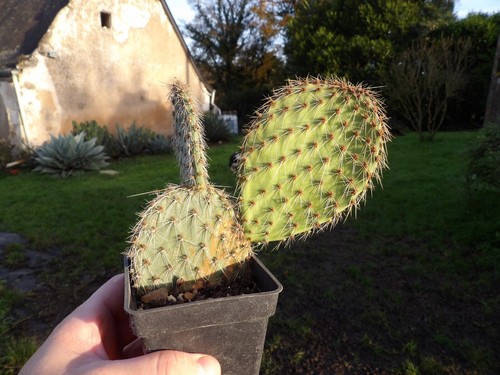 Opuntia kurt frosthardy - cv,