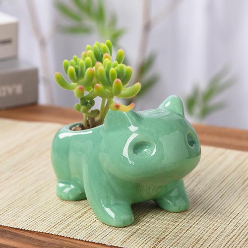 Succulentes pots grenouille - succulentes, pots,
