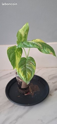 Monstera lechleriana variegata