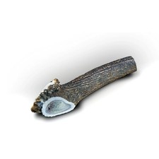 Bois de cerfs XL entier