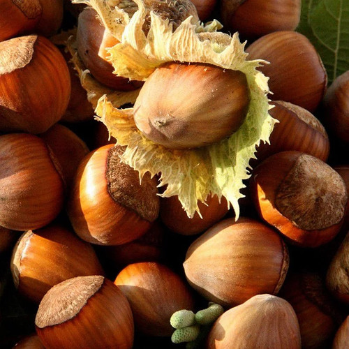 Corylus avellana pawetet - avellana,
