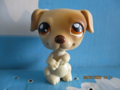 Petshop chien jack - chien, russel
