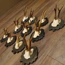 Bois De Cerf 11 Pièces
