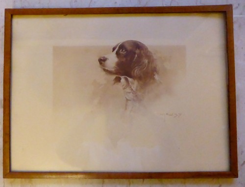 Photo chien épagneul - chien,