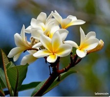 frangipanier bouture blanc
