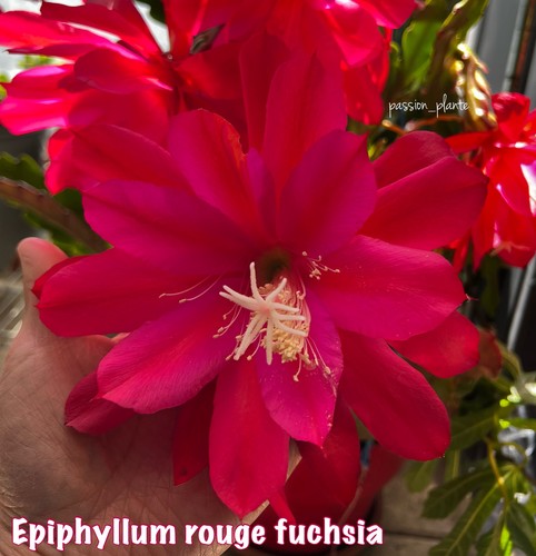 Epiphyllum fuchsia - 🌺,