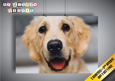 Poster Chien Labrador Brun