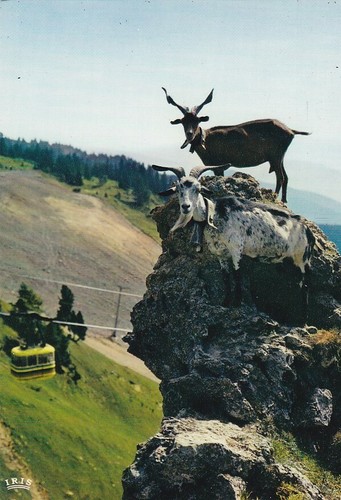 Cpsm chamrousse - chamrousse, le