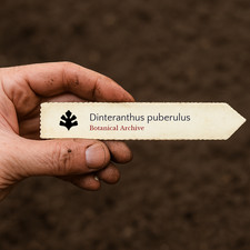 Dinteranthus puberulus 100