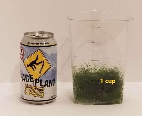 Cup macro algae - 1,
