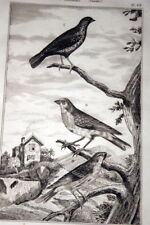 OISEAUX BUFFON GRAVURE BENGALI PICTE LINOTTE SIZERIN 1835 BF62