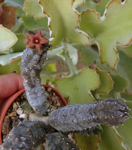 Caralluma europea - caralluma,