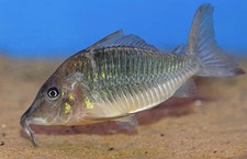 Longfin Brochis (hog-nosed Brochis) Lrg. Wild CORYDORAS