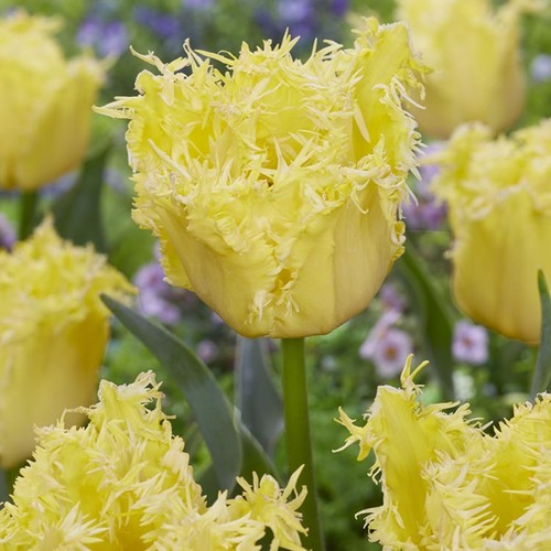 Bulbes tulipes fleurs - , jardin