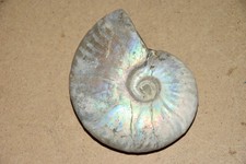 ammonite Aioloceras besairiei