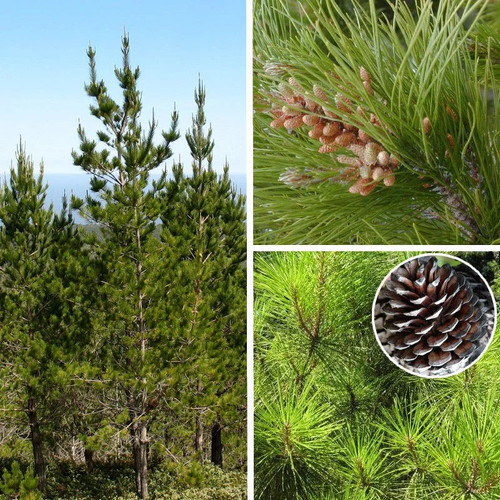 Pinus radiata insignis pin - pinus,