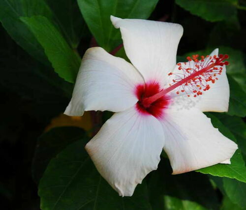 Hibiscus syriacus white - white,, 20