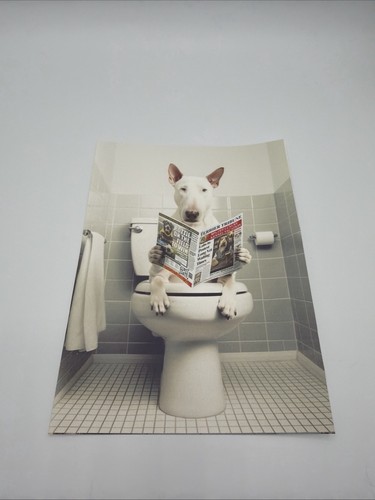 Affiche chien bull terrier - chien,