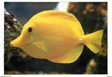 Animals - Fish - Aquarium de la Rochelle - 24 - Yellow Surgeon Fish - Z