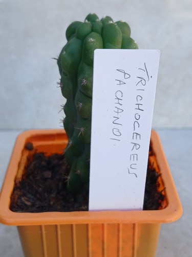 Cereus monstrosus tripach - monstrosus,