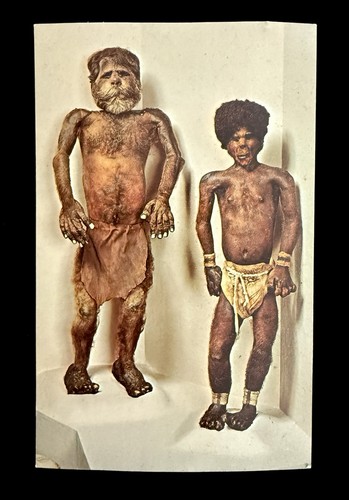 Jivaro shrunken human bodies - shrunken,