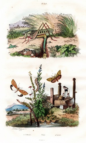 Papillons sauterelles - papillons,