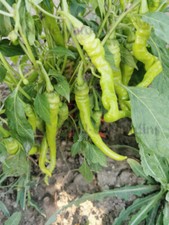 Lot de 50 graines de piment