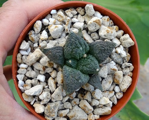 Ariocarpus lloydii cactus - lloydii,