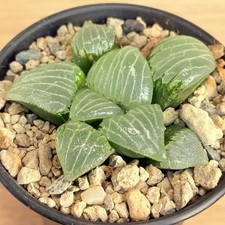 Haworthia bayeri x aboukyuu