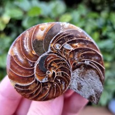 Nautile Poli - Madagascar