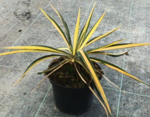 Yucca filamentosa color - yucca,