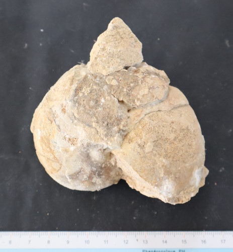 Nautile fossile bajocien - nautile,