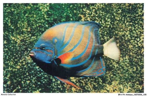 Bfap3 0204 animaux - -, aquarium