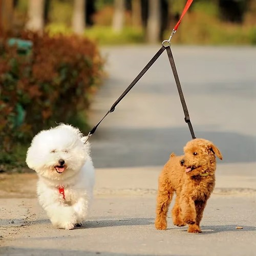 Double laisse chien - , coupleur