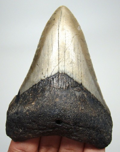 Megalodon shark tooth real - tooth,
