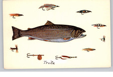 Truite Fish and Fishing Lures Postcard
