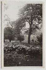 Woman garden vegetable garden nature - old photo snapshot