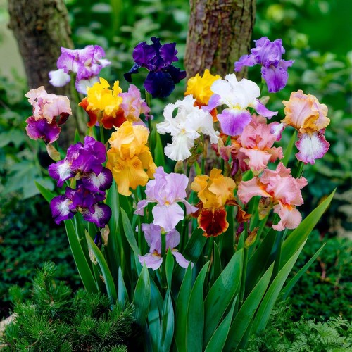 Iris bulbe germanica - -,