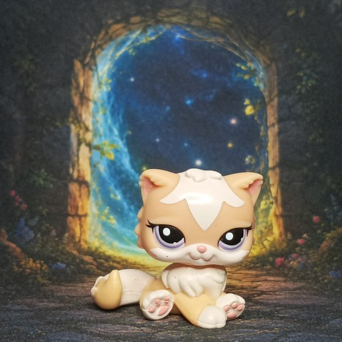 Chat persan 1657 littlest - persan,