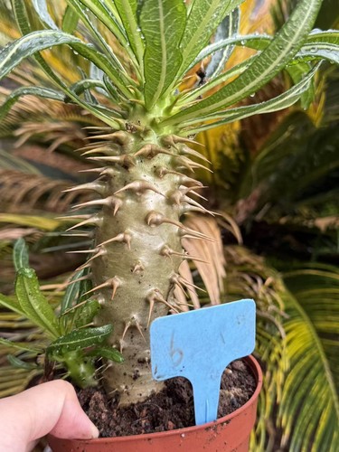 Pachypodium ambongense